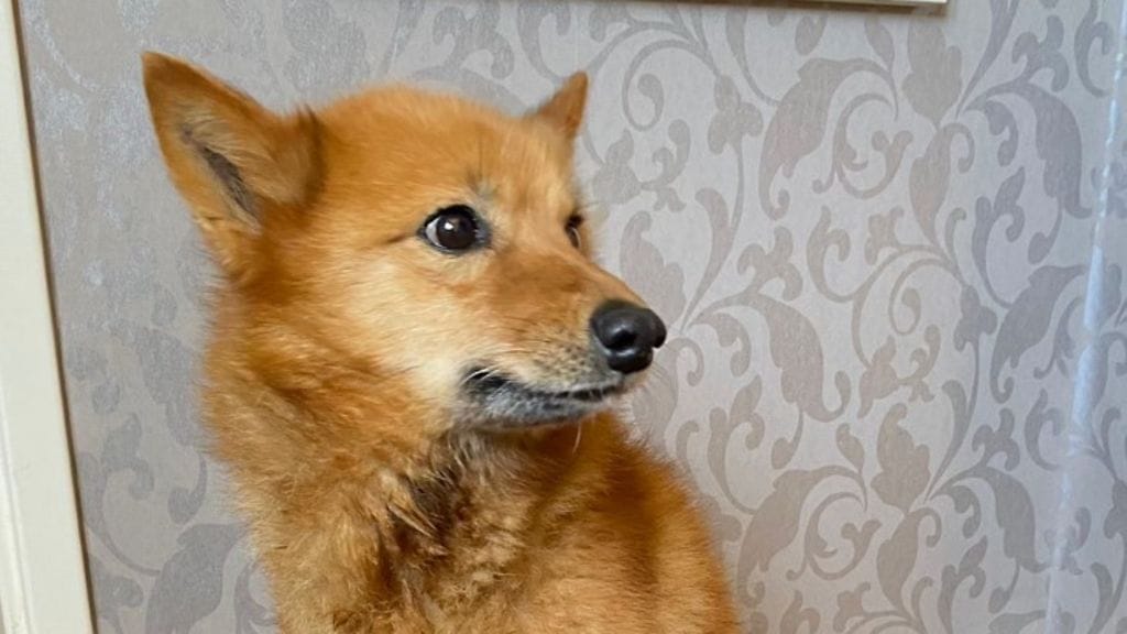 Omistaja kertoo Wilman viihtyvän hyvin ulkona talvisin.