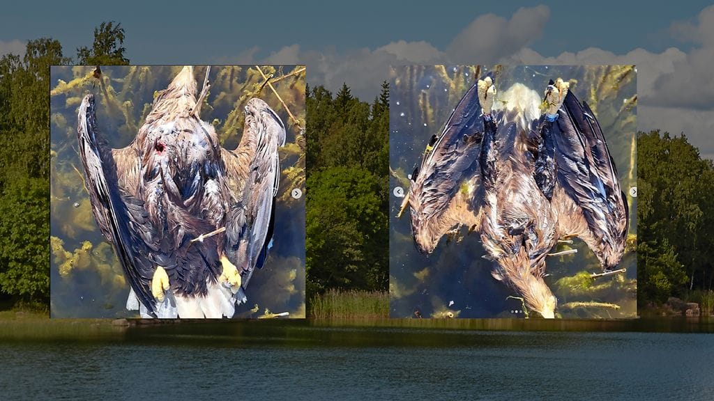 Turun Maisaaresta löydettiin viikonloppuna kaksi merikotkaa, joiden epäillään tulleen ammutuiksi.