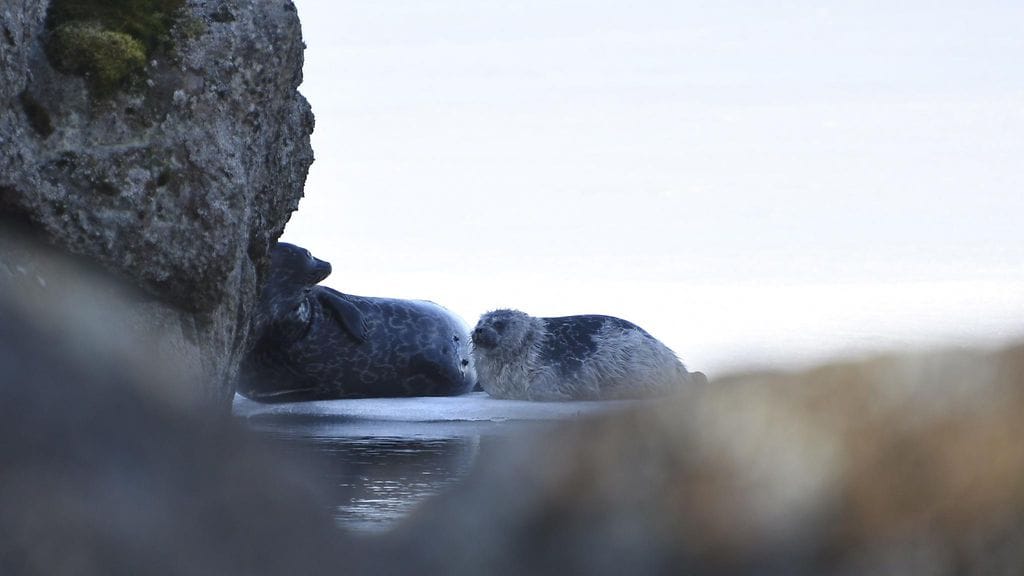 LK 19042022 Saimaannorpan kuuttien kuolleisuus on ollut leudon talven takia korkea. Iloon antavat kuitenkin aihetta edistysaskeleet tutkimuksessa, jossa testataan norpan suojaksi rakennettuja keinopesiä.