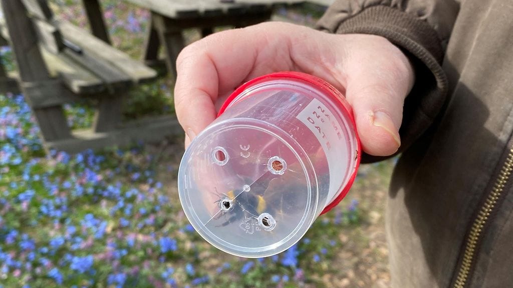 Kimalaiskuningatar, kimalaiset, pölyttäjät