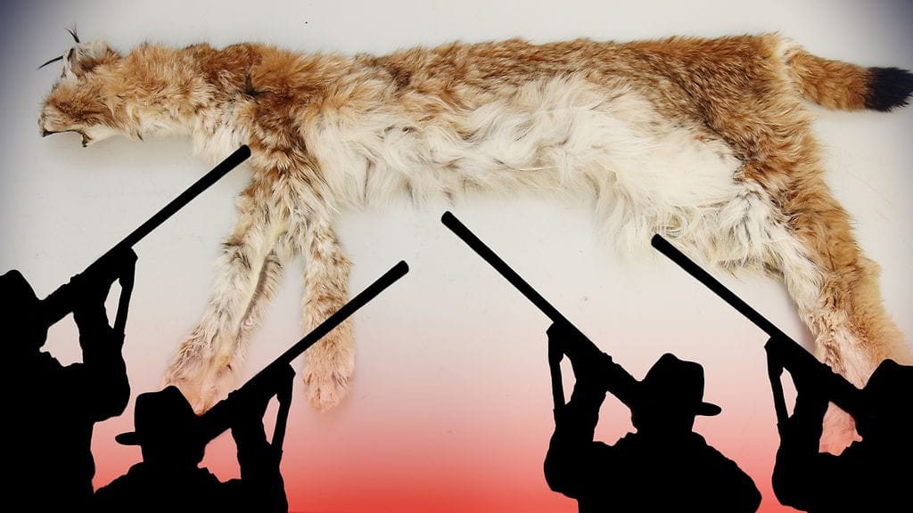 Poliisi epäilee salametsästäjien kaataneen tai yrittäneen kaataa kaikkia Suomen suuria maapetoja.