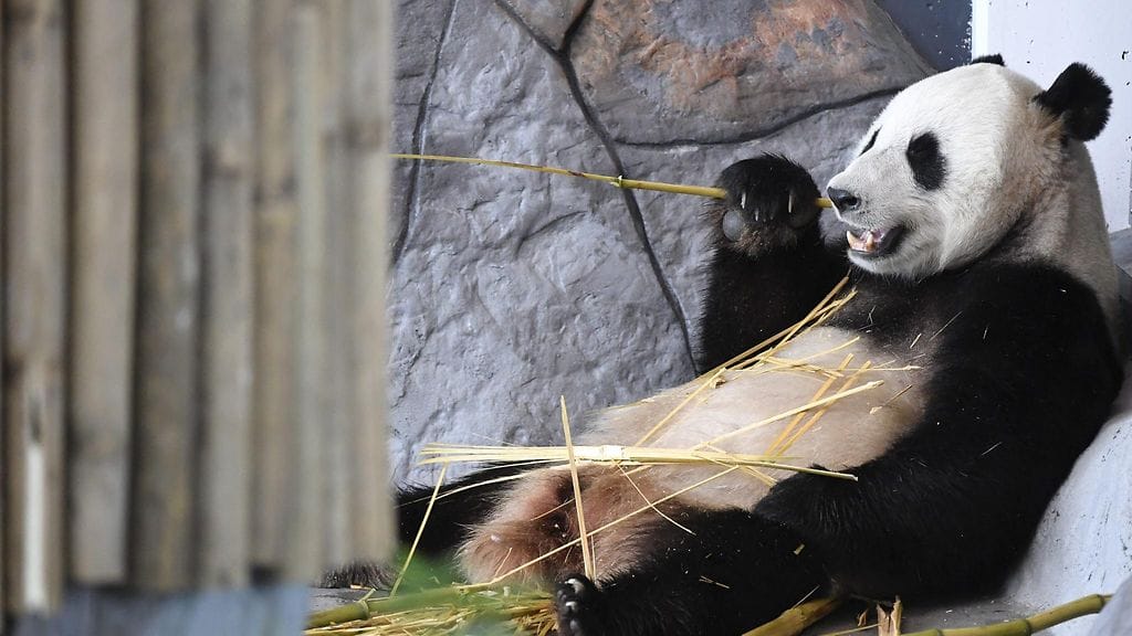 Ähtärin Pyry-panda 17. huhtikuuta 2018.
