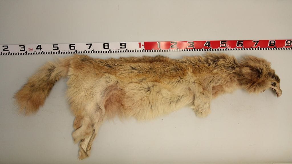 Poliisin mukaan epäillyt tappoivat vuosien varrella useita suurpetoja ja lintuja. Yksi epäiltyjen tappamista eläimistä oli Luonnonvarakeskuksen (Luke) aiemmin pannoittama, Unnaksi nimetty naarassusi.