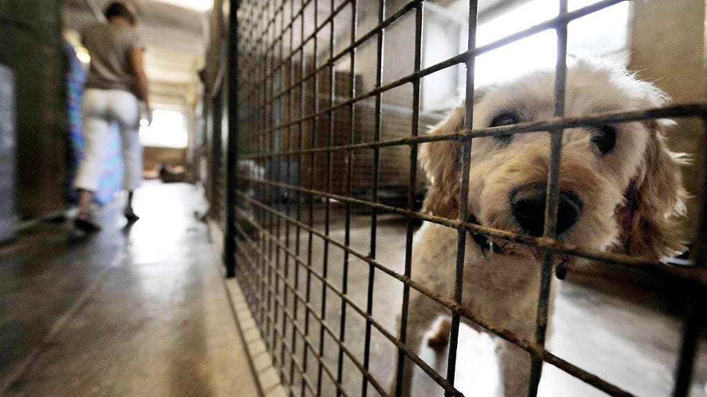 Hoitopaikkaa kannattaa käydä katsomassa ennen lemmikin viemistä sinne. Kuvituskuva.