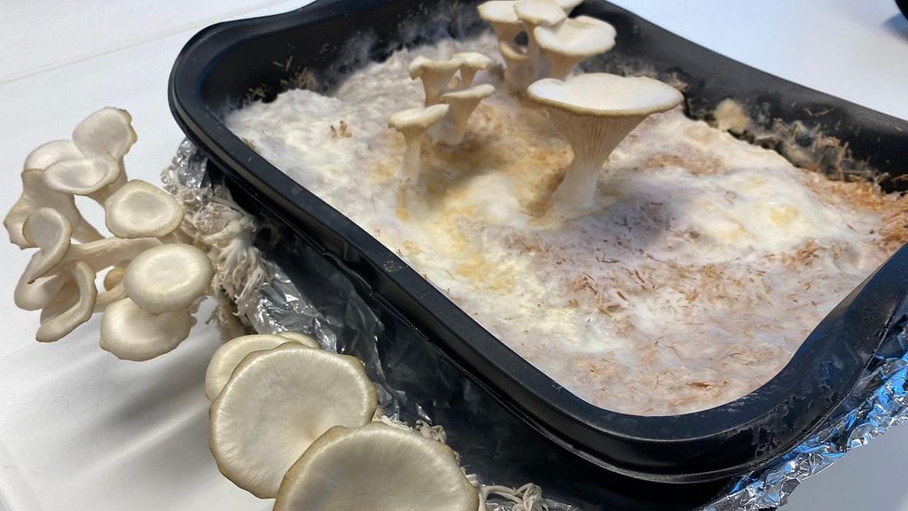 Sieniproteiini, osterivinokas