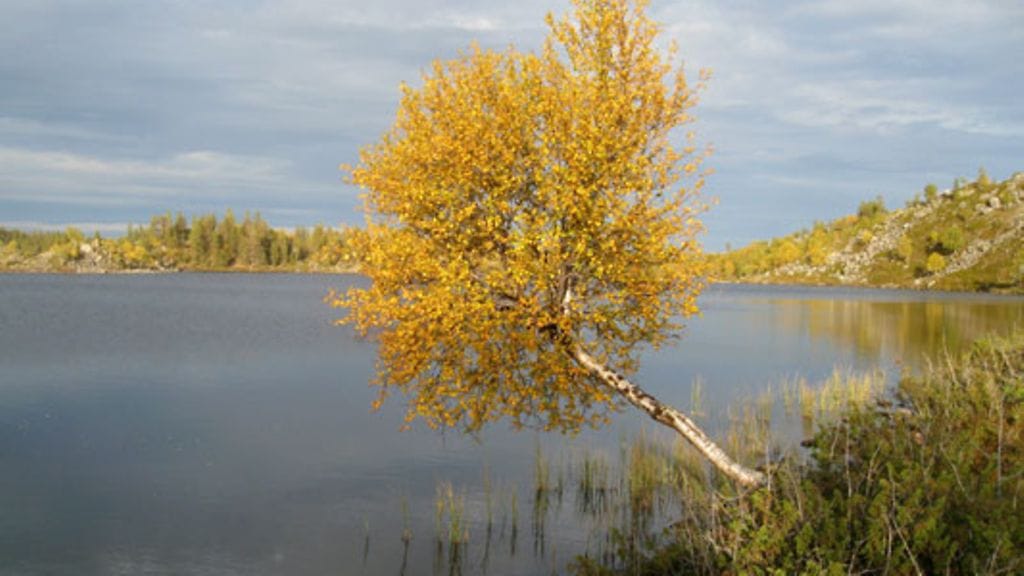 Lapin kaunis erämää voi myös sisältää yliluonnollista taikaa