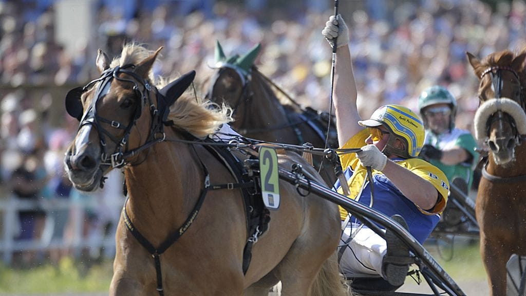 Pertti Puikkonen ohjasti I.P. Vipotiinan ravikuningattareksi kolmesti peräkkäin, vuosina 2009-11.