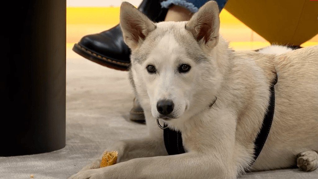 0705-Kiira Korpi Husu