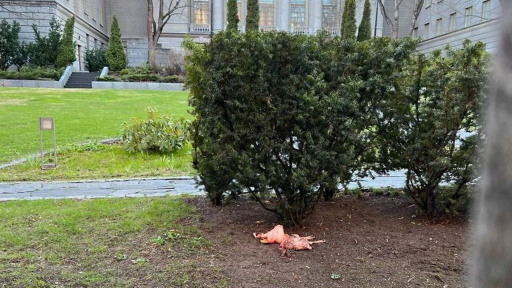 Lukijan kuva kuolleen eläimen ruholta näyttävästä kappaleesta Venäjän Helsingin-suurlähetystön pihalla.