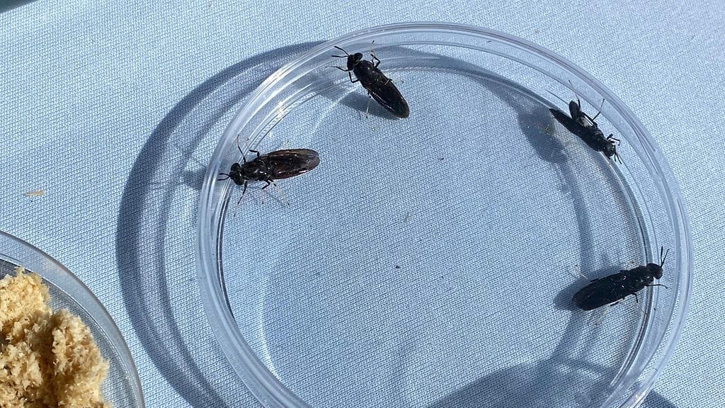 Volare Oy, mustasotilaskärpänen