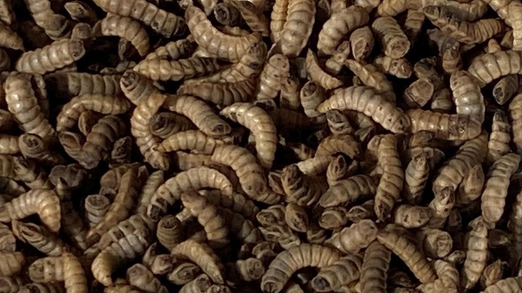 Mustasotilaskärpäsen toukkia, Volare Oy, lähikuva