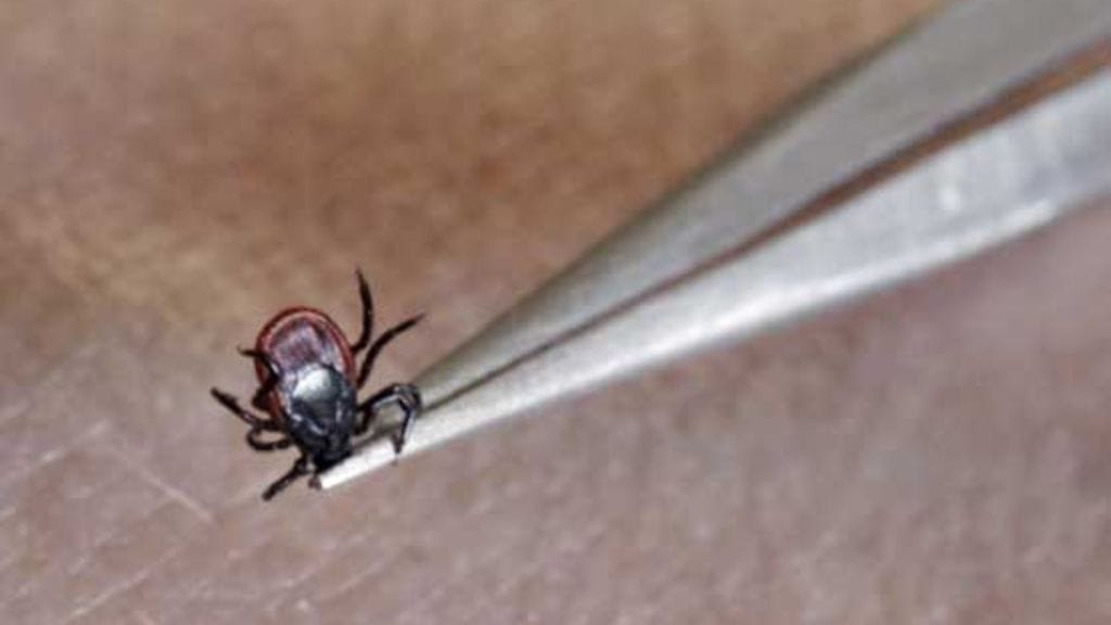 Punkkeihin liittyy monia uskomuksia, mutta pitävätkö ne kaikki paikkansa?