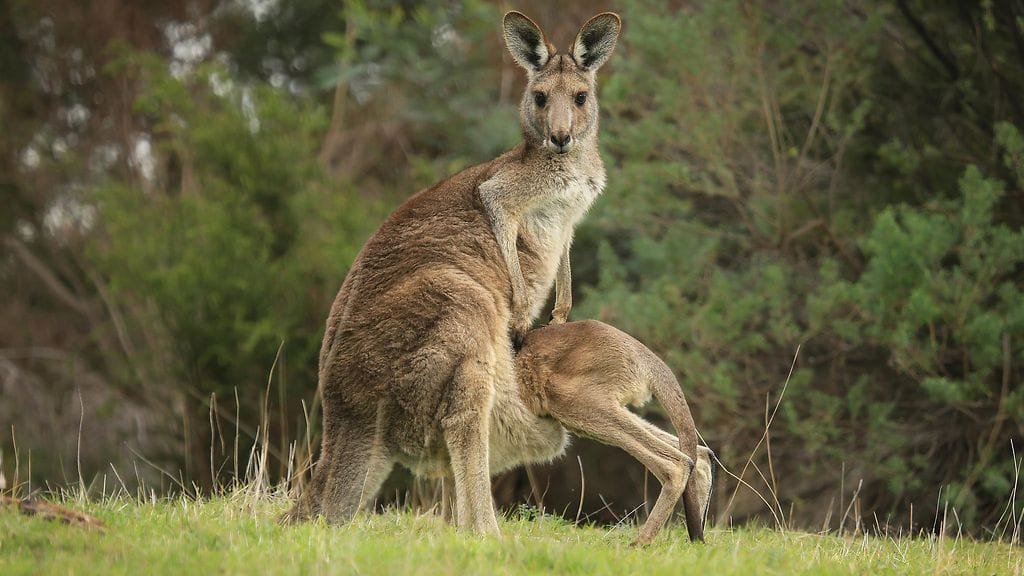 TikTok-käyttäjät järkyttyivät kun heille selvisi, miltä kenguruemon pussi näyttää sisäpuolelta.