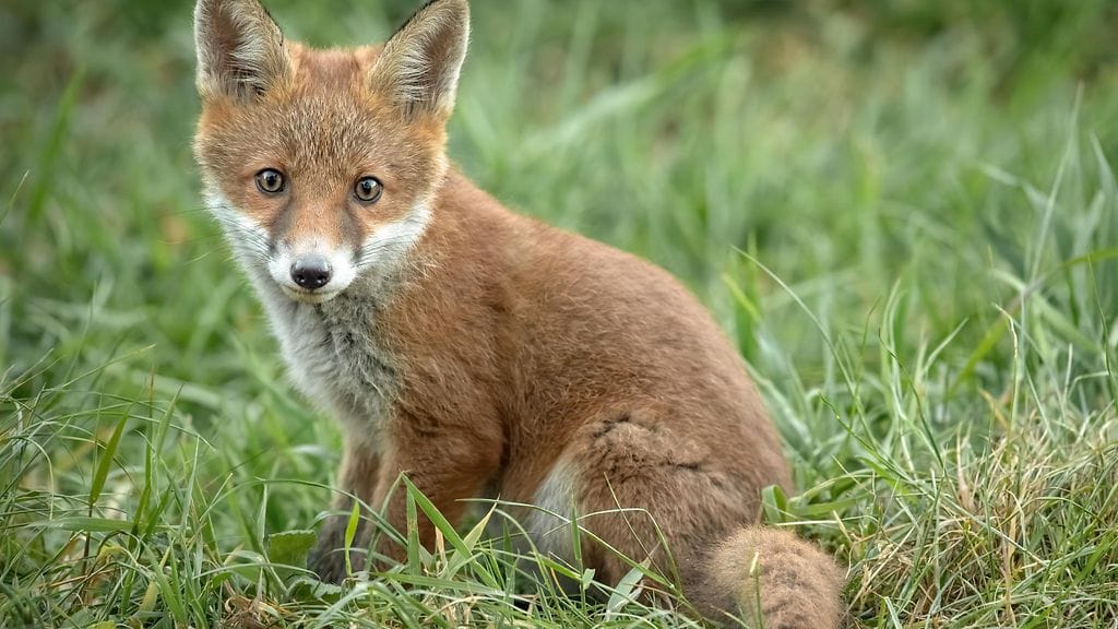 Kuvituskuva ketusta.