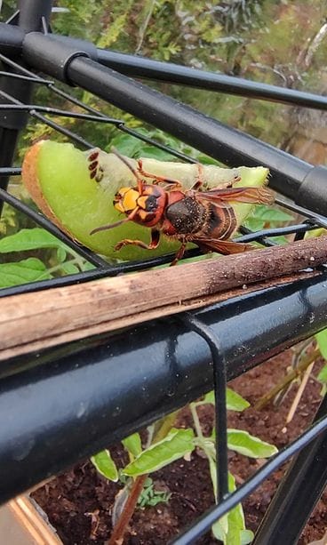 herhiläinen ja kiivi