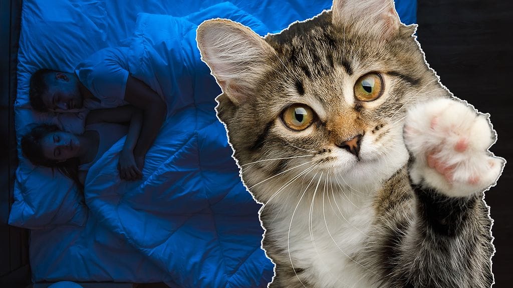 Mitä tehdä, kun kissa herättelee öisin? Sitä pohtivat taatusti Ash-kissan omistajat. Kuvituskuva.