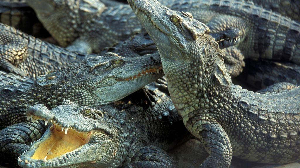 Krokotiilit tappoivat aitaukseensa pudonneen miehen Kambodzhassa. Kuvituskuva.