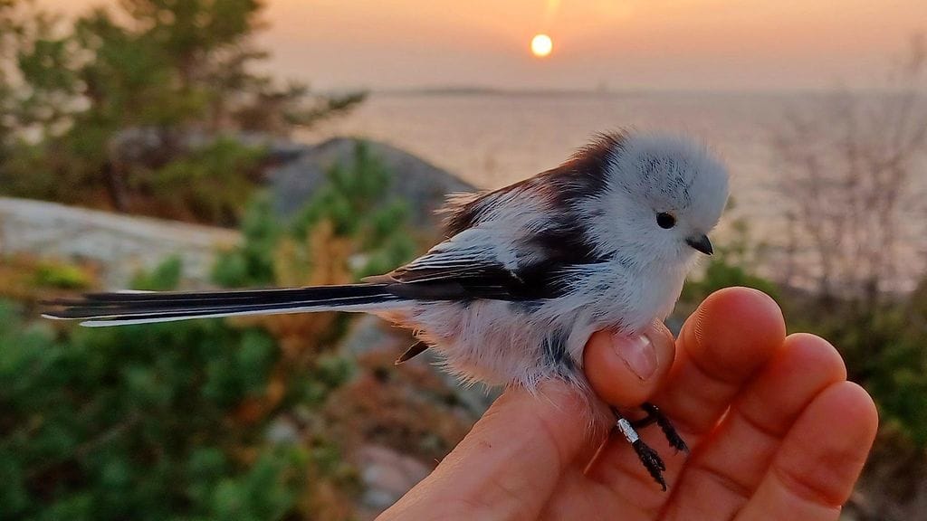 Pyrstötiainen, linnut