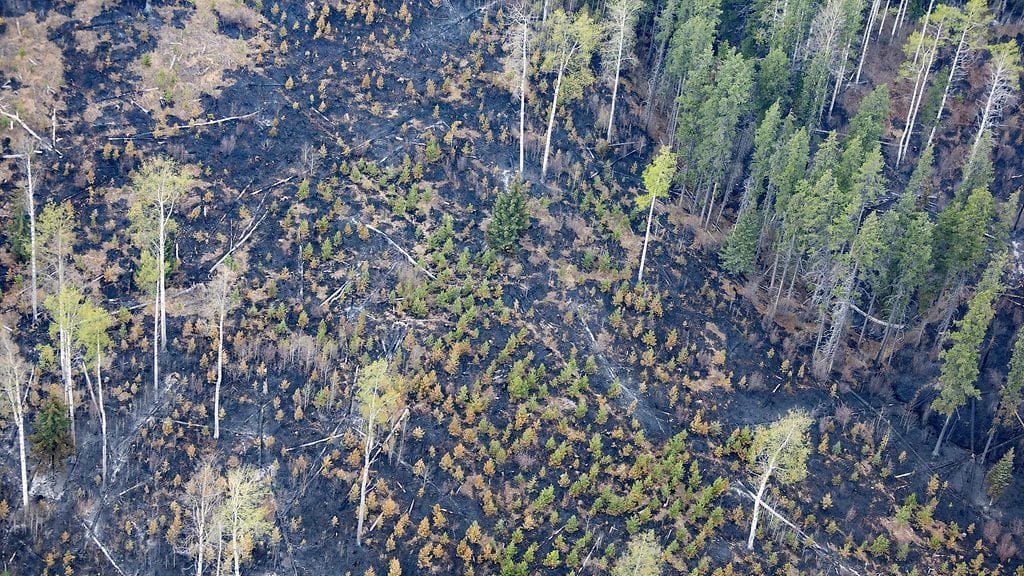 Maastopalon jälkiä Kanadan Albertassa 10. toukokuuta.