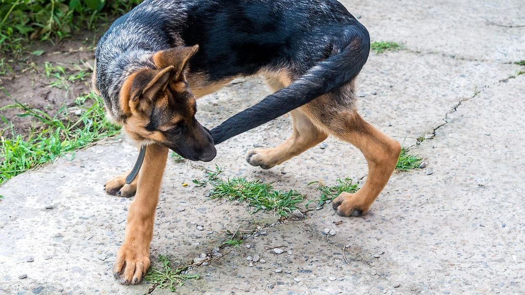 hännän jahtaaminen