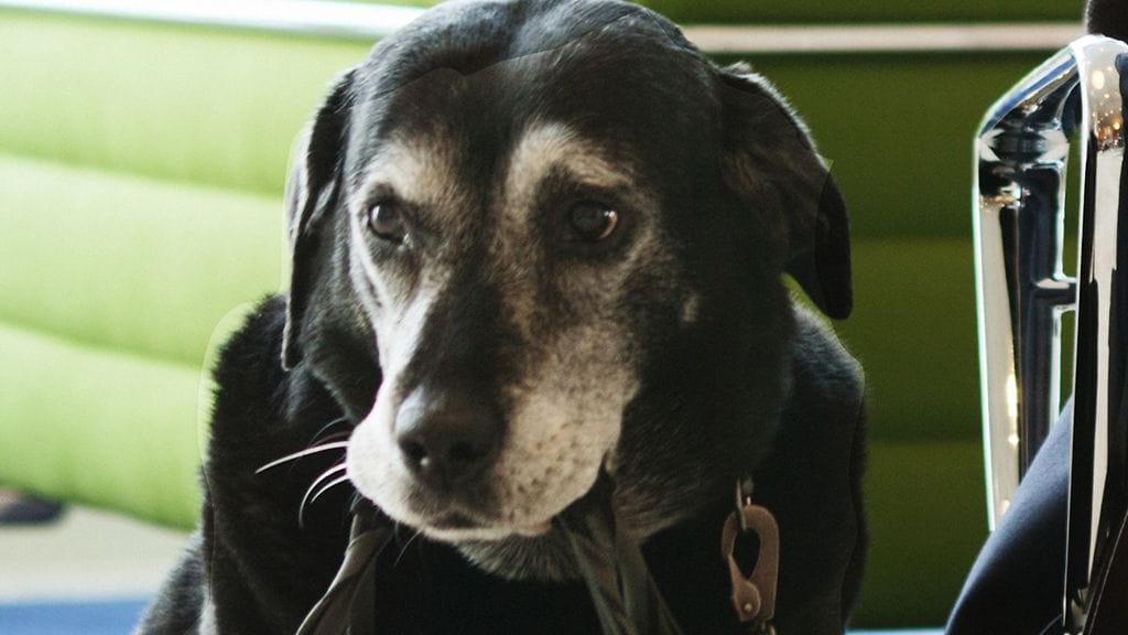 Ada jää ansaituille eläkepäiville 11 vuoden uran jälkeen.