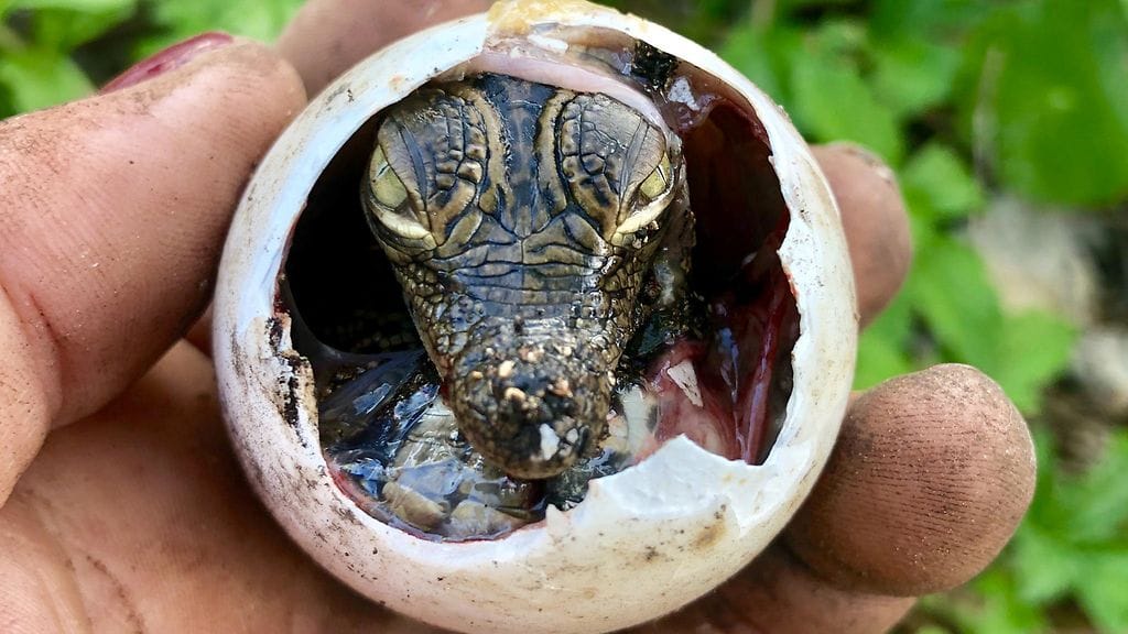 Krokotiilit ovat nyt todistetusti kykeneviä neitseelliseen sikiämiseen. Kuvituskuva.