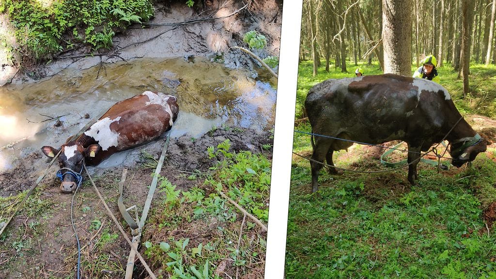 Ojaan jumittunut lehmä nostettiin mönkijän vinssin avulla. Kuvat: Satakunnan Pelastuslaitos