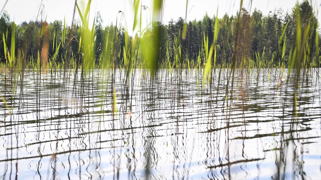 Matalasta vedenpinnasta on haittoja kaloille ja vesikasveille.