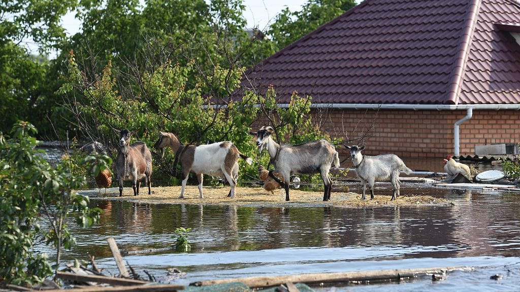AOP Vuohet odottavat pelastusjoukkoja Kahovkan padon sortumisen jälkeen Venäjän hallitsemalla alueella Hersonissa 8. kesäkuuta 2023.