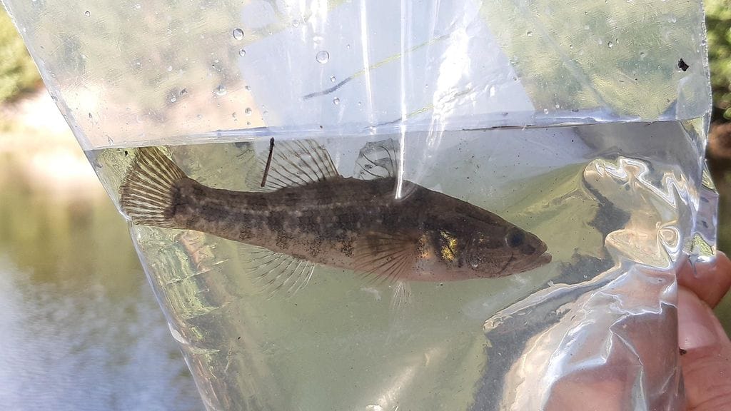 Turkulaisesta lammesta löytyi haitallinen vieraslajikala viime vuoden elokuussa, ensimmäistä kertaa Suomesta. Marraskuussa lampi käsiteltiin rotenonipitoisella biohajoavalla liuoksella, eikä touko- ja kesäkuussa tehdyissä seurantasukelluksissa lammesta löydetty ainuttakaan rohmutokkoa. Rotenoni on hyvin myrkyllistä kaloille ja vesieläimille.