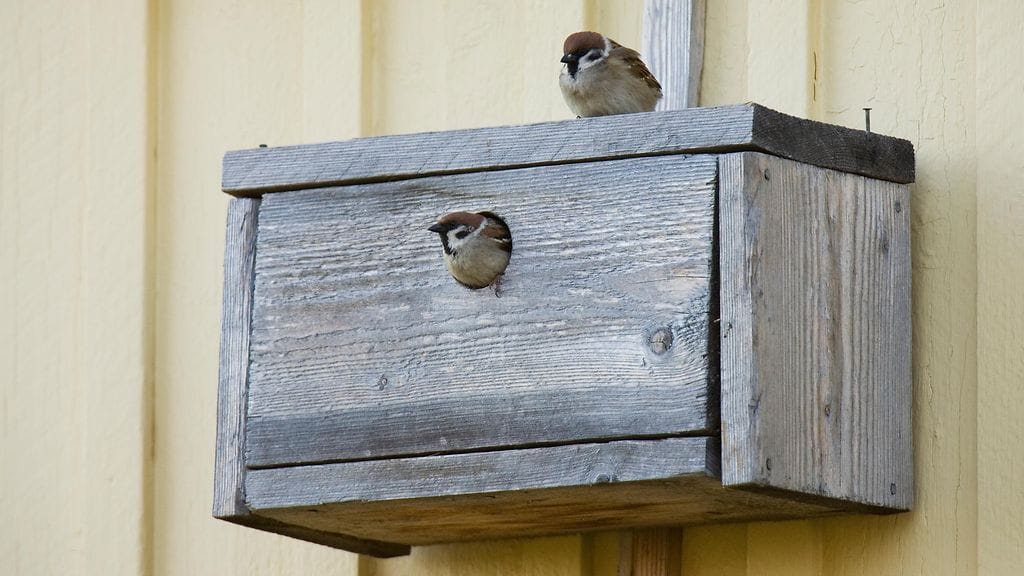 Pikkuvarpunen, linnut