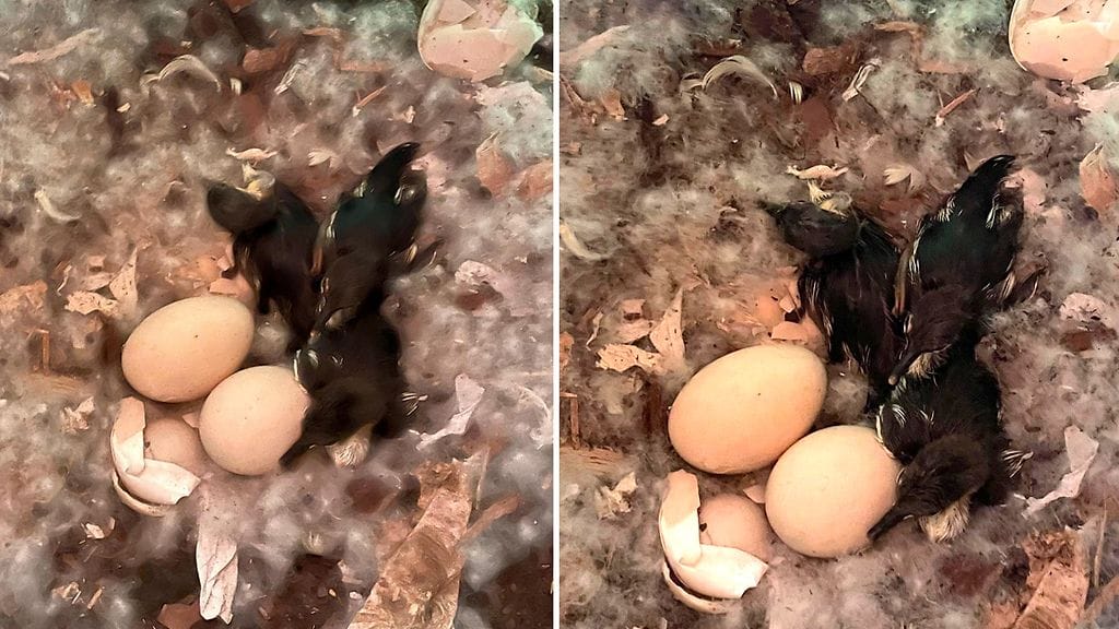 Eilan kesämökin ulkohuussi meni viime kesänä käyttökieltoon – pöntön sisältö onnistui taas yllättämään: ”Hyvä jumala sentään!”