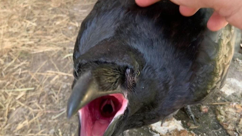 Kaarlo-korppi. Kuva Jampan eläinhoitola