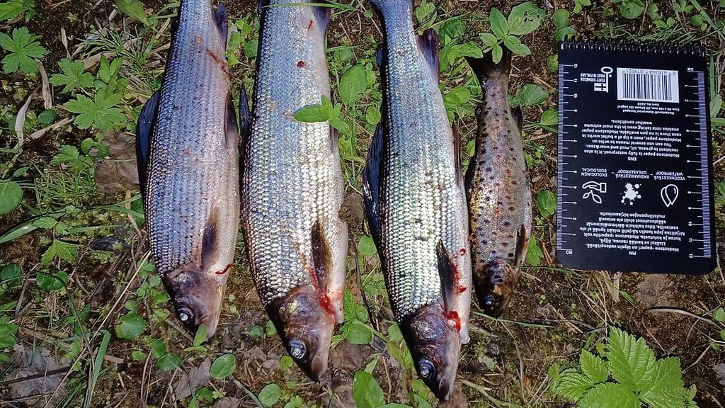 Poliisin julkaisema kuva laittomasti kalastetuista kaloista.