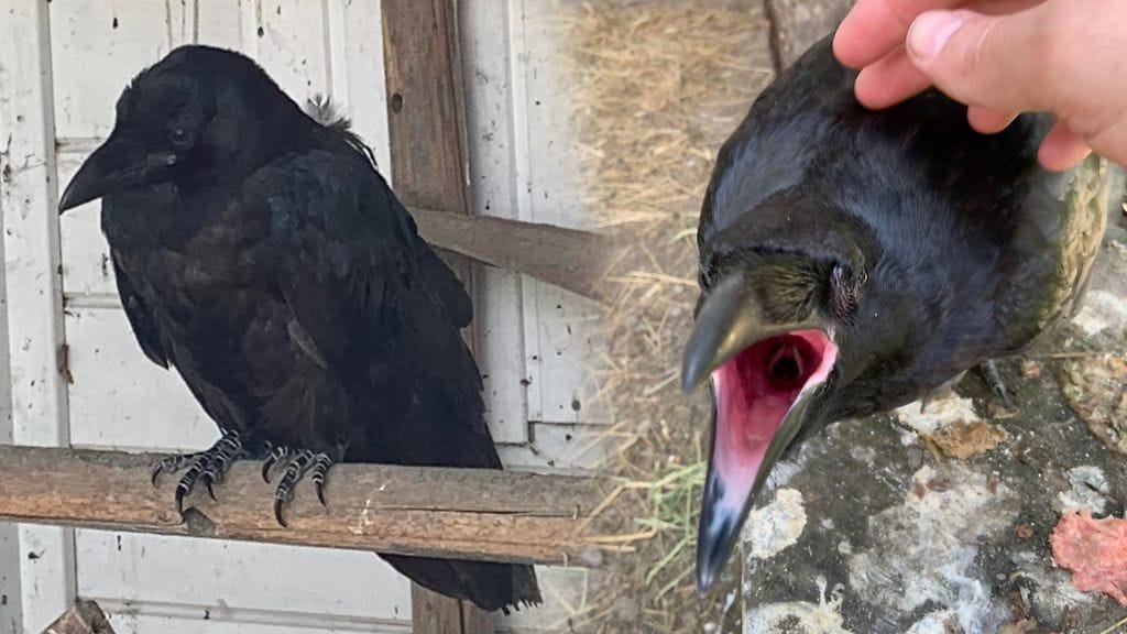 Kaarlo-korppi on ihmisistä turhan kiinnostunut. Toivoa kuitenkin on vielä.