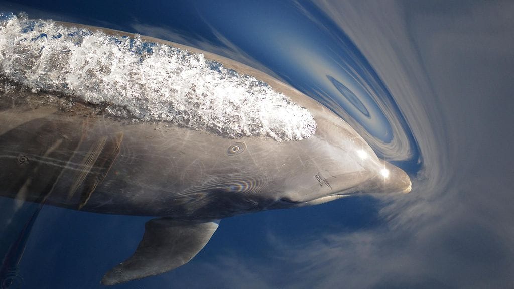 Veneilijä havaitsi delfiinejä Askerin saaren edustalla Suomenlahdella. Kuvituskuvan pullonokkadelfiini ei liity tapaukseen.