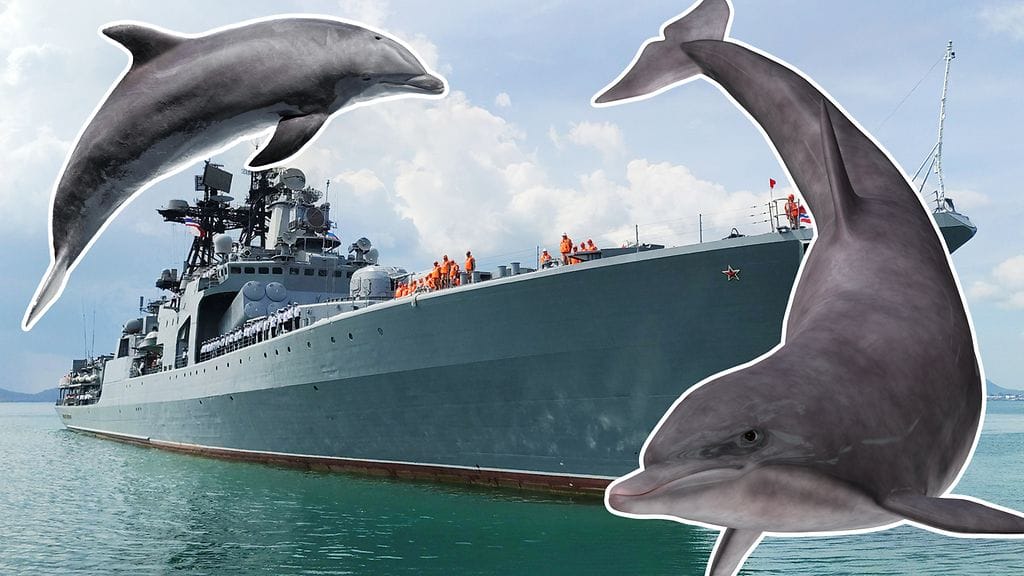 Venäjä on Britannian mukaan ottanut käyttöön yhä enemmän koulutettuja merinisäkkäitä. Kuvituskuva.