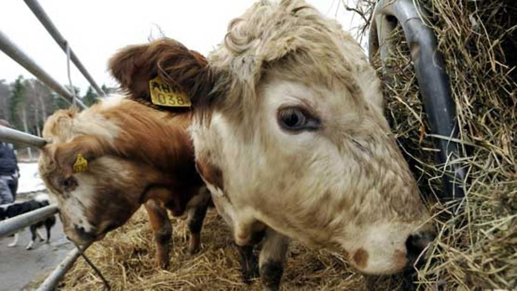 Luomulihalle on tarkat säännökset.