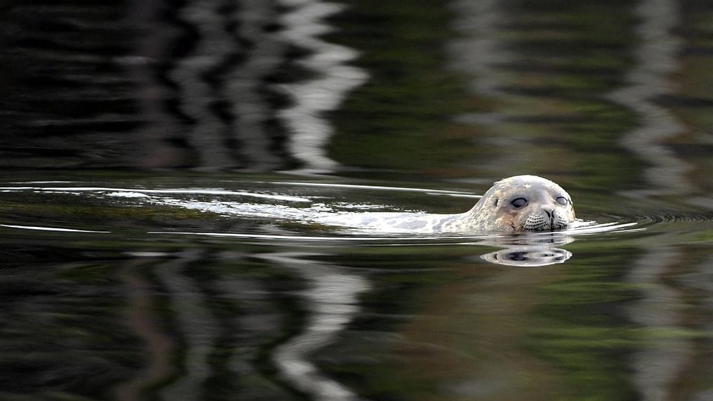 Nuori saimaannorppa hukkui muikkuverkkoon. Kuvituskuva.