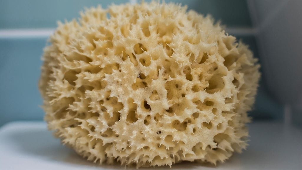 Luonnollinen pesusieni