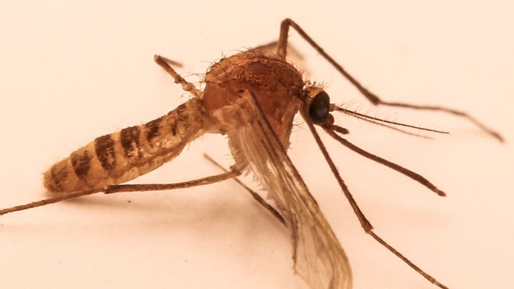 Culex modestus. Eteläisessä Euroopassa tämän lajin hyttysten tiedetään levittävän Länsi-Niilin virusta.