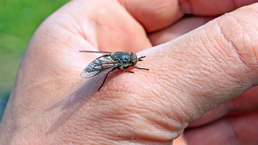 Professori Jarmo Oksi on nähnyt urallaan kaksi paarmasta tarttunutta borrelioositapausta.