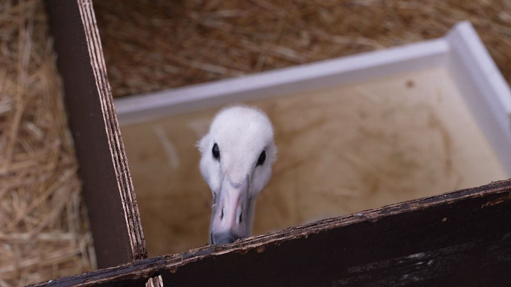 Villieläinsairaala joutsen1