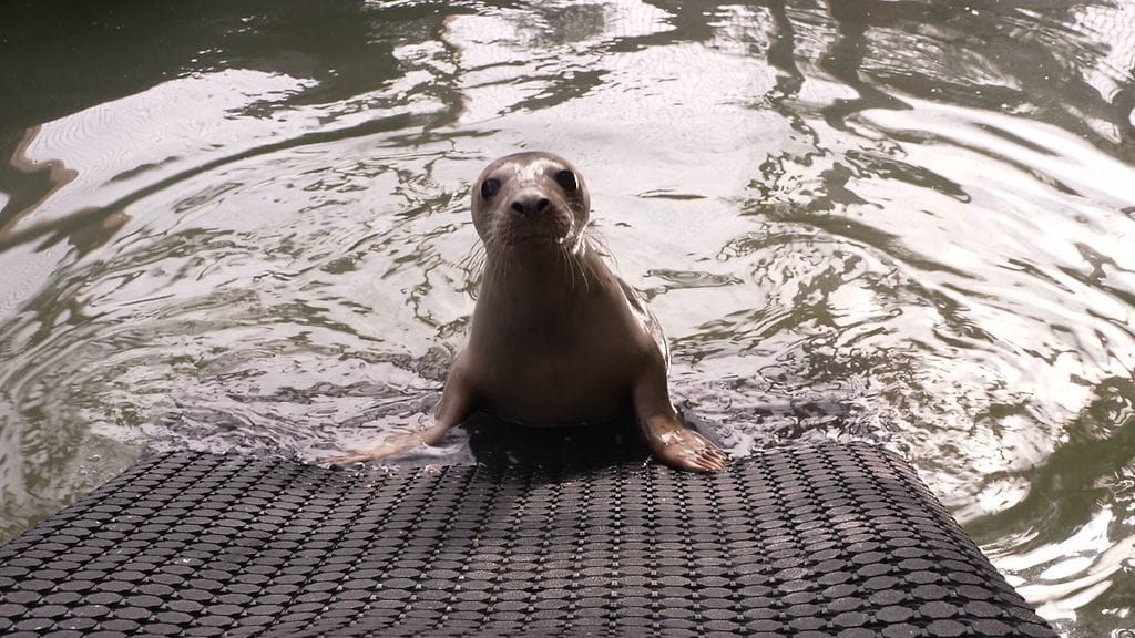 Villieläinsairaala hylje