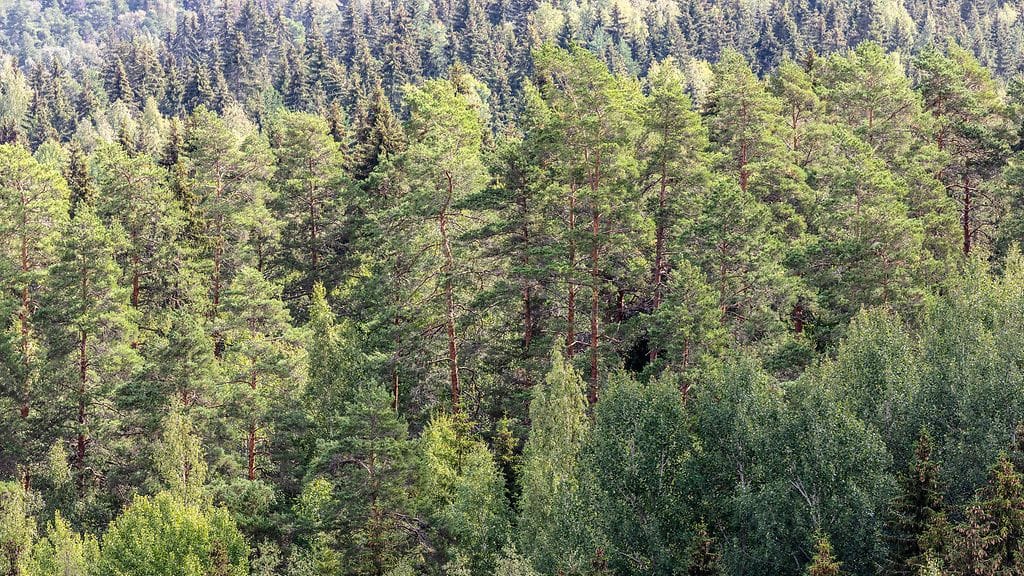 Asiantuntijat ja luonnonsuojelujärjestöt ovat arvostelleet hallituksen kriteereitä vanhoista metsistä liian tiukoiksi. Kuvituskuva Aulagonvuorelta.