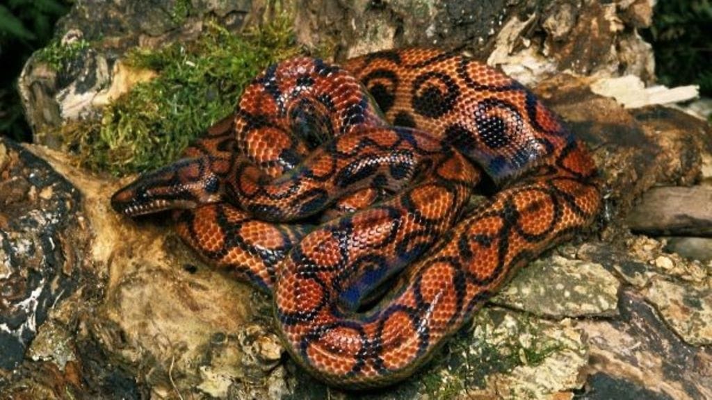 Korkeasaaren kuva sateenkaariboasta.