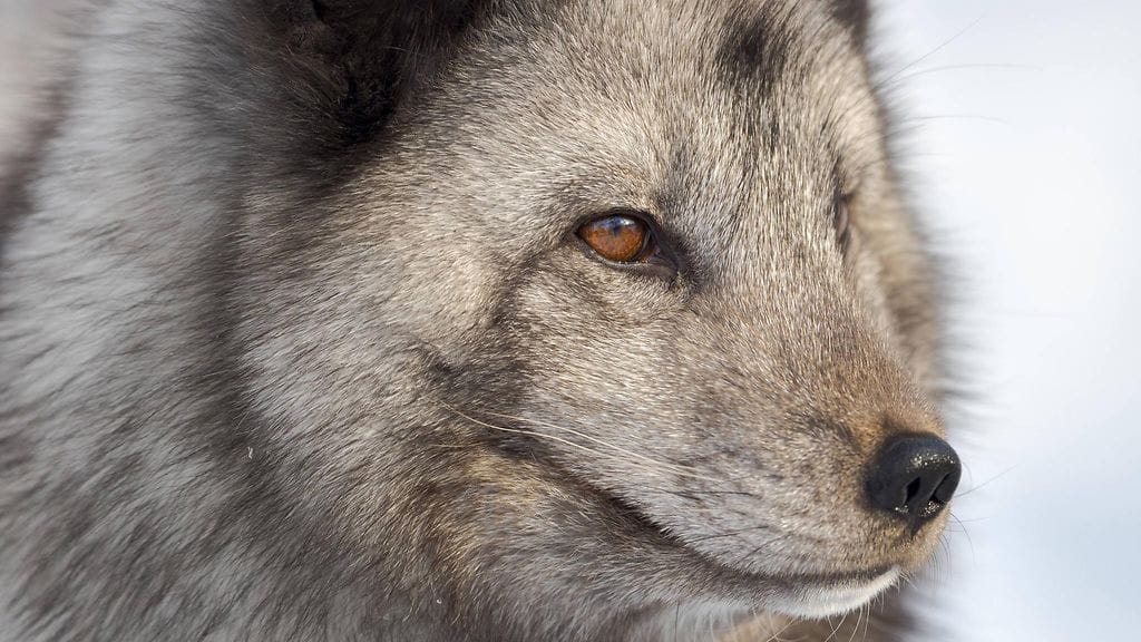 Kaustisella turkistarhan siniketuilla on todettu lintuinfluenssaa. Kuvituskuva.