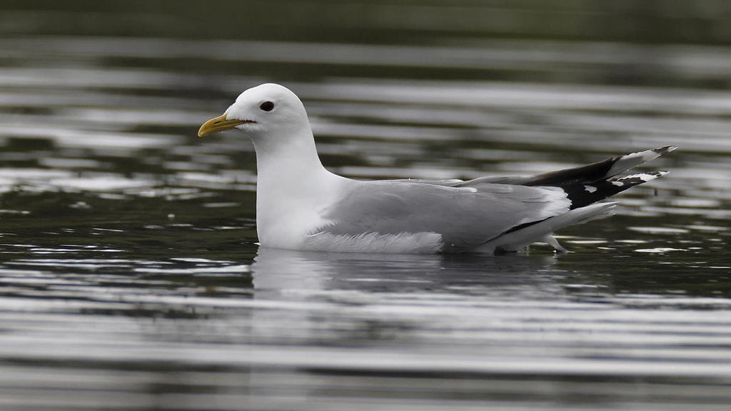 Kokkolassa on kuollut sadoittain lokkeja. Kuvituskuva kalalokista.