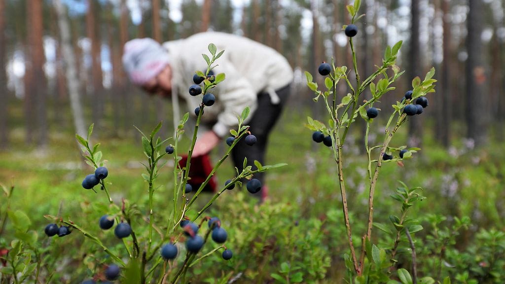 Marjastaessa on hyvä varautua eksymisen mahdollisuuteen.
