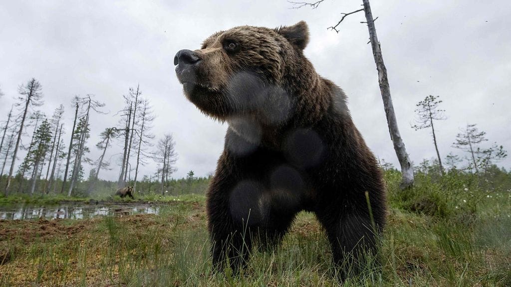 Karhu Itä-Suomessa Hukkajärven alueella heinäkuussa.